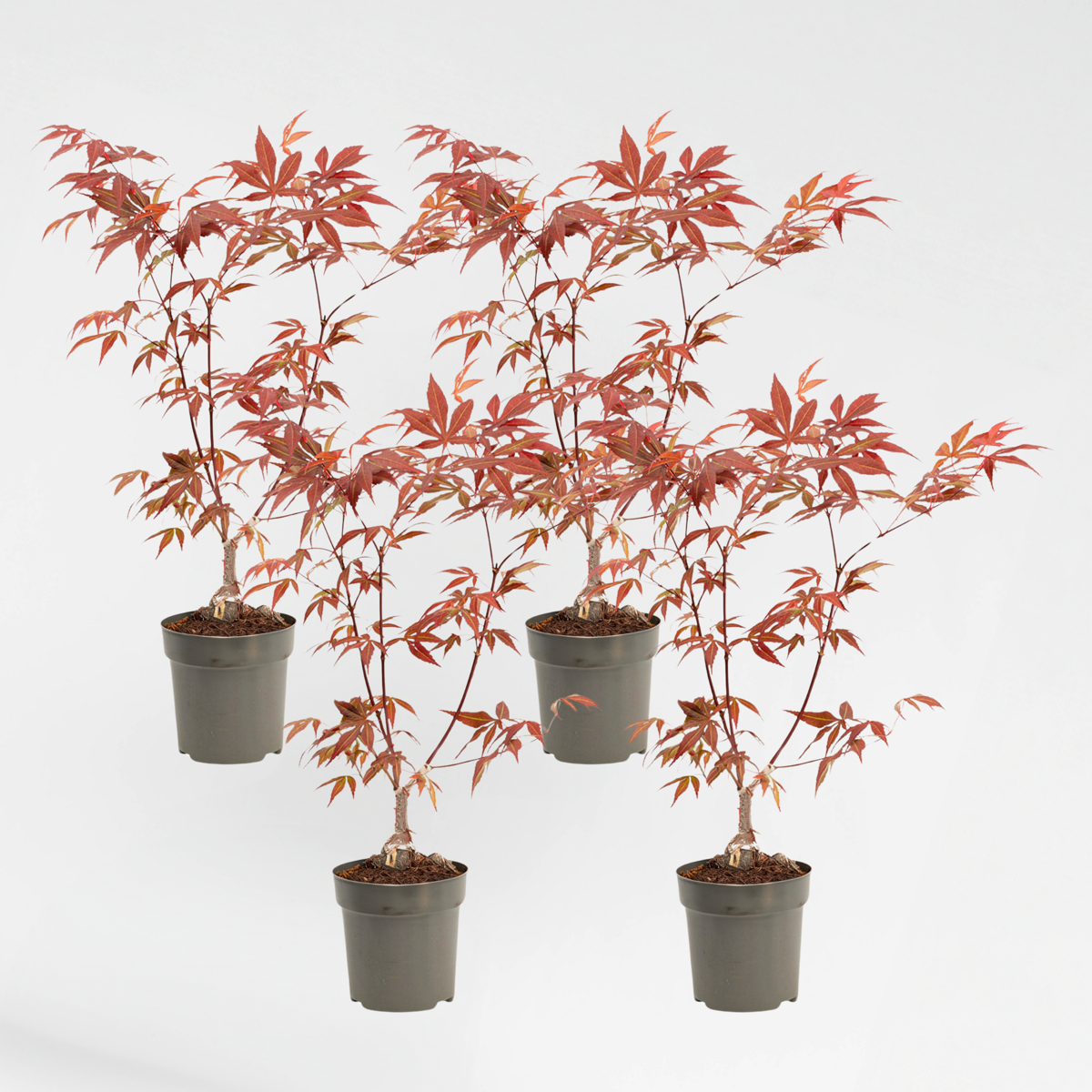 Florastore Japansk Lönn - 4 St - Acer Palmatum 'Atropurpureum' - Höjd 25-40Cm - Ø10,5Cm