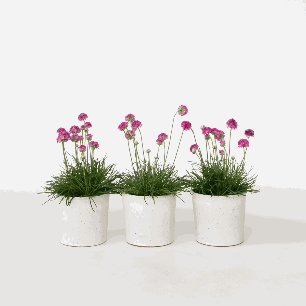 Florastore Strandtrift - Set Om 3 - Armeria Maritima 'Deep Rose' - Höjd 20-30Cm - ⌀12Cm