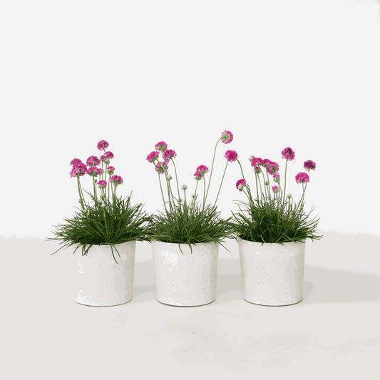 Florastore Strandtrift - Set Om 3 - Armeria Maritima 'Deep Rose' - Höjd 20-30Cm - ⌀12Cm