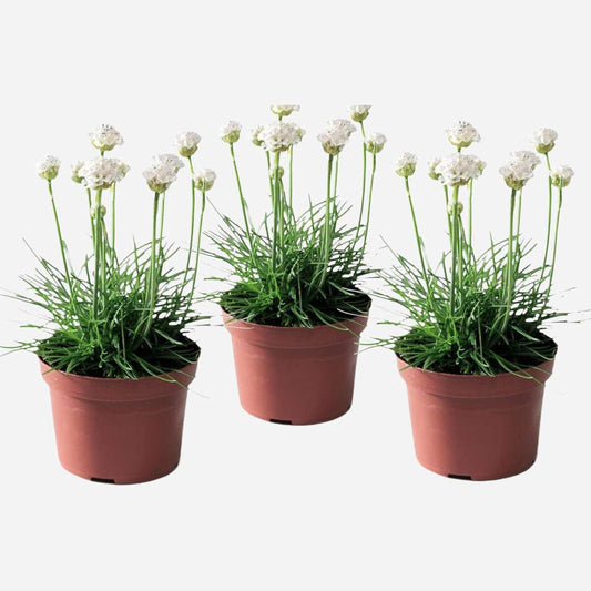 Florastore Strandtrift - Set Om 3 - Armeria Maritima 'Deep White' - Höjd 20-30Cm - ⌀12Cm
