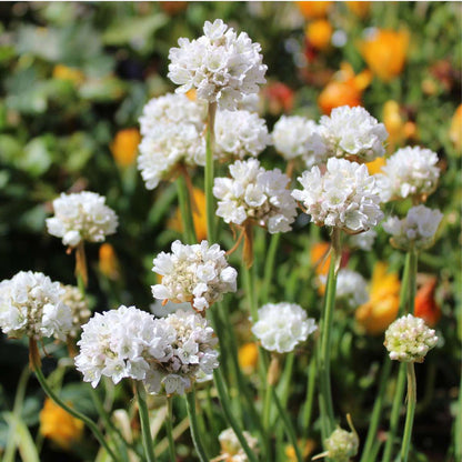 Other Garden Plants Strandtrift - Set Om 3 - Armeria Maritima 'Deep White' - Höjd 20-30Cm - ⌀12Cm