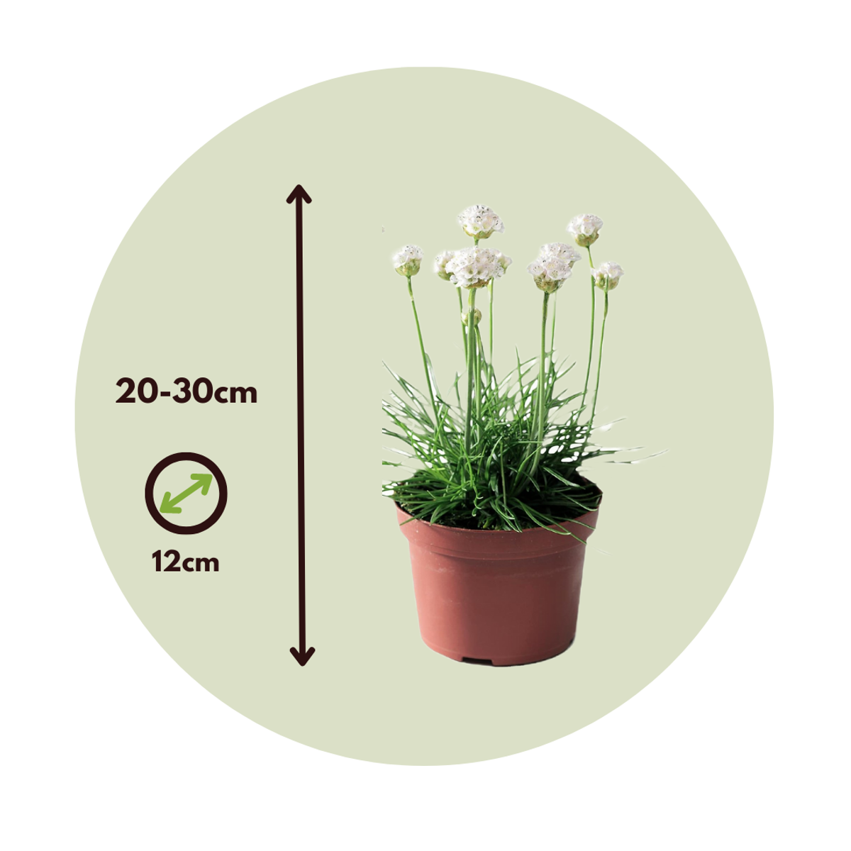 Other Garden Plants Strandtrift - Set Om 3 - Armeria Maritima 'Deep White' - Höjd 20-30Cm - ⌀12Cm
