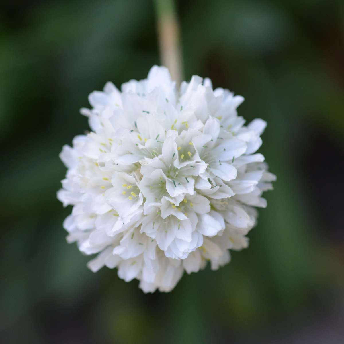 Other Garden Plants Strandtrift - Set Om 3 - Armeria Maritima 'Deep White' - Höjd 20-30Cm - ⌀12Cm