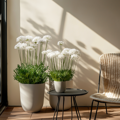 Other Garden Plants Strandtrift - Set Om 3 - Armeria Maritima 'Deep White' - Höjd 20-30Cm - ⌀12Cm