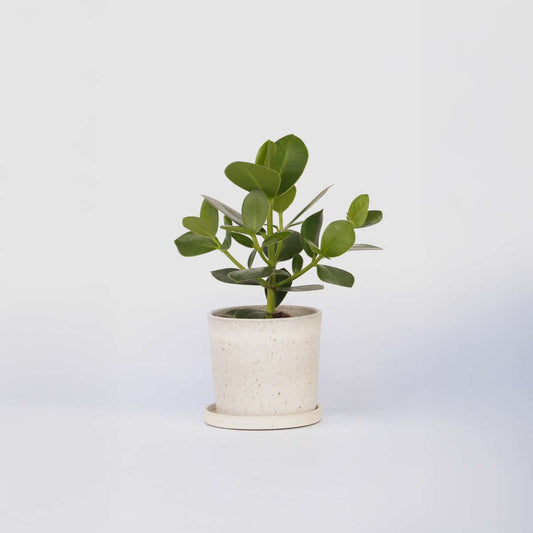 Florastore Narrfikus - Clusia Rosea 'Princess' - Höjd 25-35Cm - ⌀12Cm