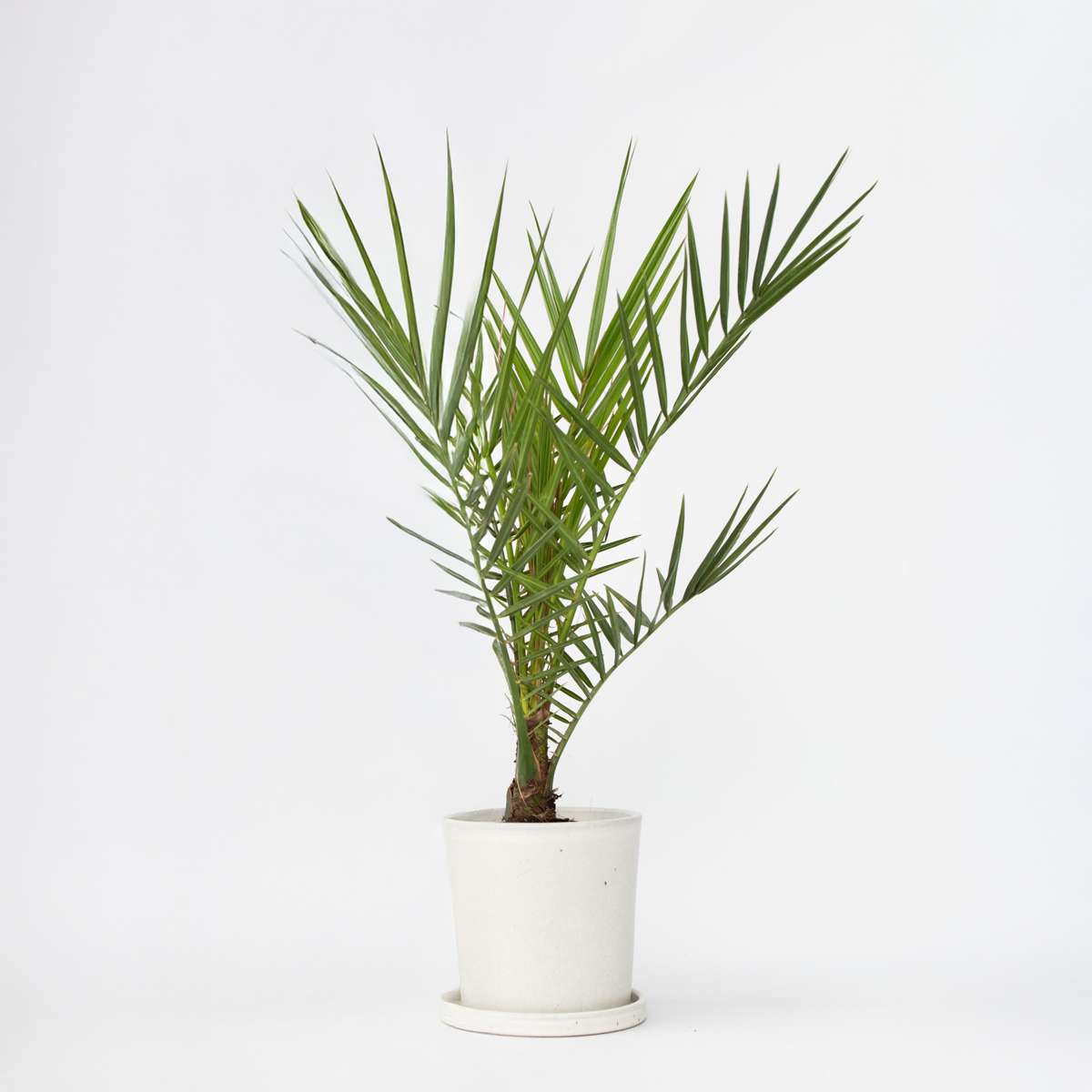 Florastore Kanariepalm - Phoenix Canariensis - Höjd 50-60Cm - ⌀15Cm