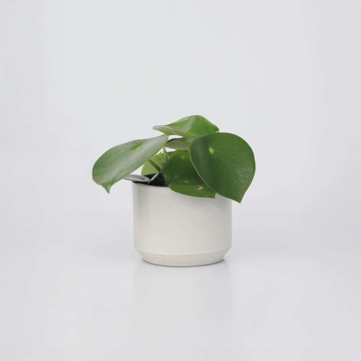Florastore Peperomias - Peperomia Polybotrya - Höjd 20-30Cm - Pot 12Cm