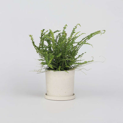 Ferns Spjutbräken - Nephrolepis Duffii - Höjd 25-40Cm - Pot 12Cm
