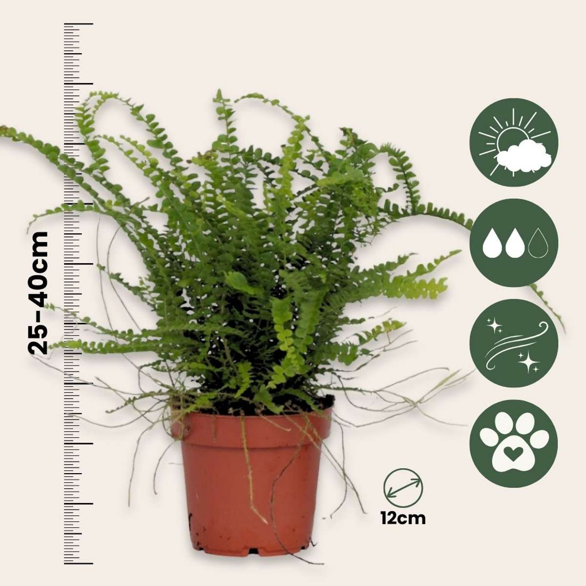 Ferns Spjutbräken - Nephrolepis Duffii - Höjd 25-40Cm - Pot 12Cm