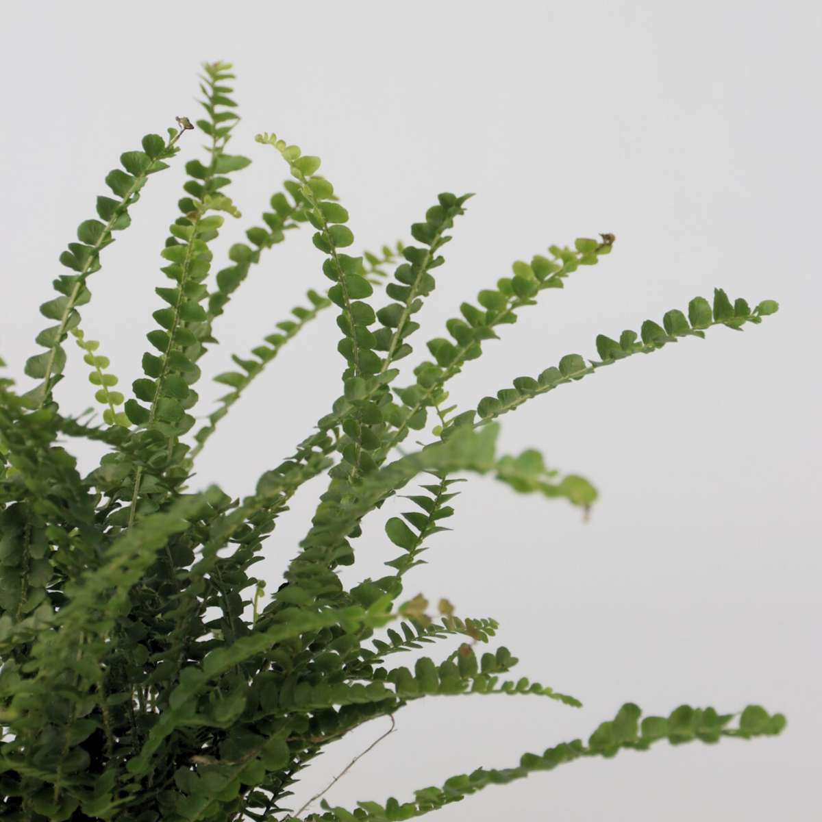 Ferns Spjutbräken - Nephrolepis Duffii - Höjd 25-40Cm - Pot 12Cm
