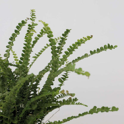 Ferns Spjutbräken - Nephrolepis Duffii - Höjd 25-40Cm - Pot 12Cm