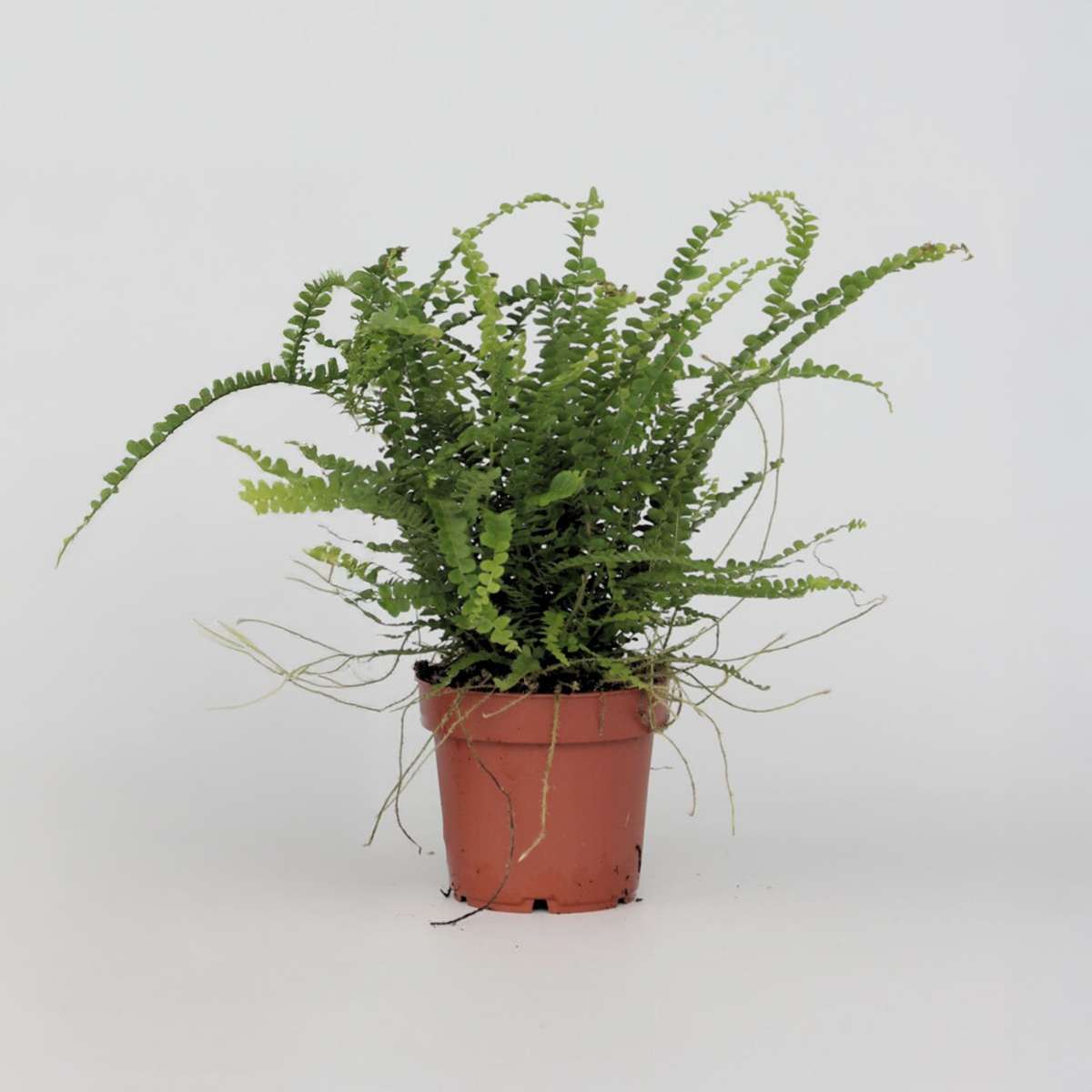 Ferns Spjutbräken - Nephrolepis Duffii - Höjd 25-40Cm - Pot 12Cm
