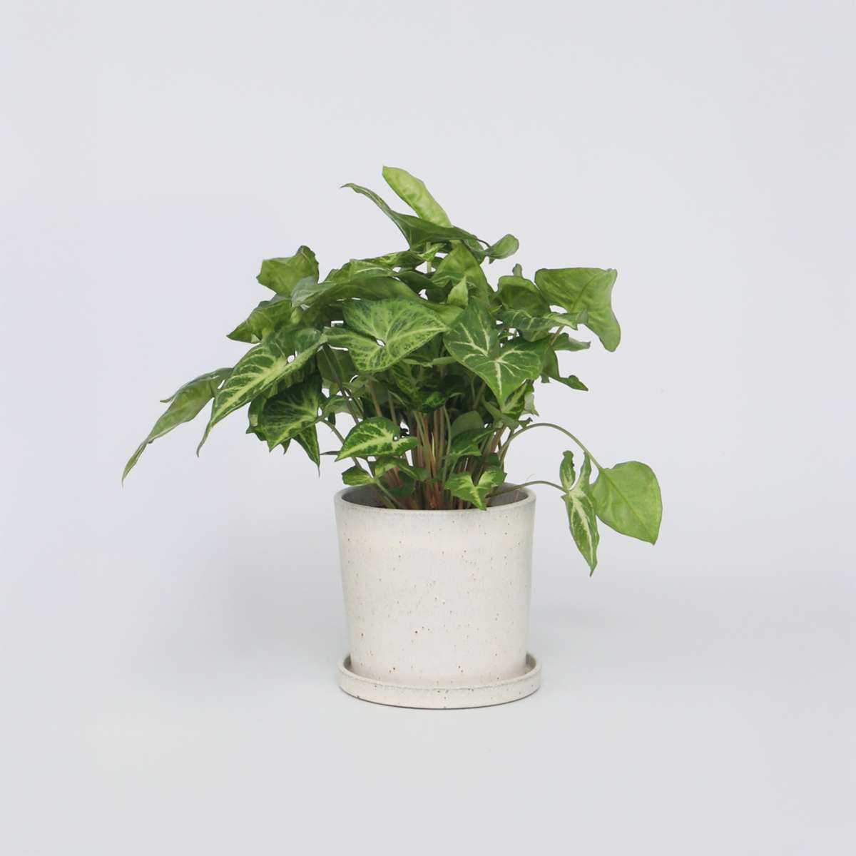Florastore Pilspetsranka - Syngonium Podophyllum 'Pixie' - Höjd 25-40Cm - Pot 12Cm
