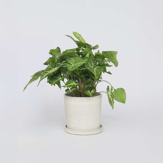 Florastore Pilspetsranka - Syngonium Podophyllum 'Pixie' - Höjd 25-40Cm - Pot 12Cm