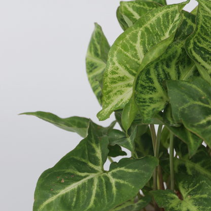 Other Green Houseplants Pilspetsranka - Syngonium Podophyllum 'Pixie' - Höjd 25-40Cm - Pot 12Cm