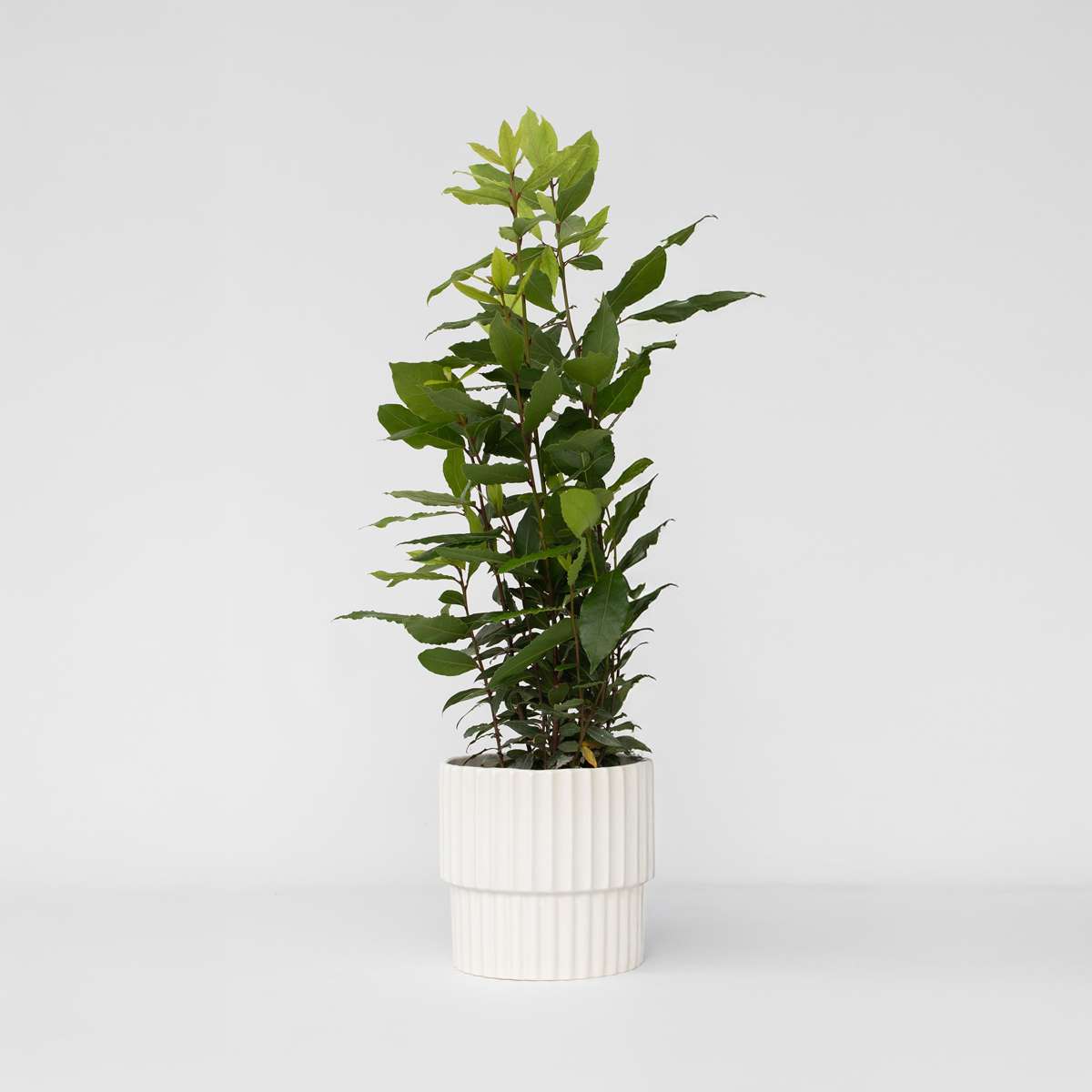 Florastore Lagerbladsträd - Laurus Nobilis - Höjd 30-40Cm - Pot 14Cm