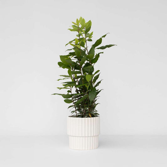 Florastore Lagerbladsträd - Laurus Nobilis - Höjd 30-40Cm - Pot 14Cm