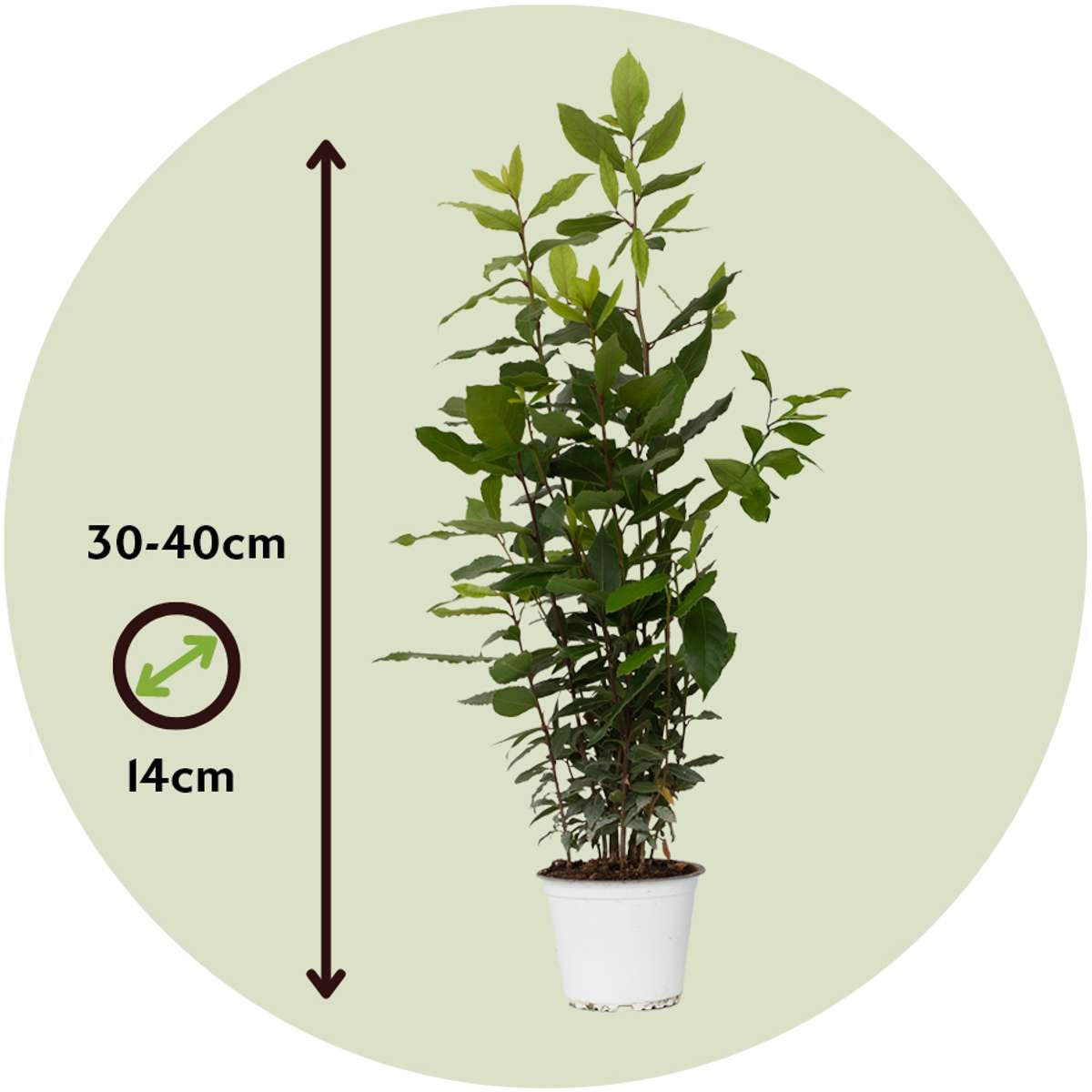 Other Garden Plants Lagerbladsträd - Laurus Nobilis - Höjd 30-40Cm - Pot 14Cm