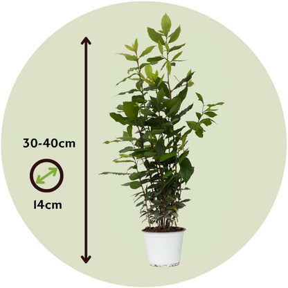 Other Garden Plants Lagerbladsträd - Laurus Nobilis - Höjd 30-40Cm - Pot 14Cm