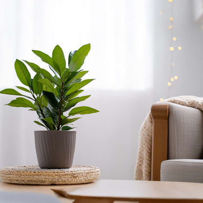 Other Garden Plants Lagerbladsträd - Laurus Nobilis - Höjd 30-40Cm - Pot 14Cm