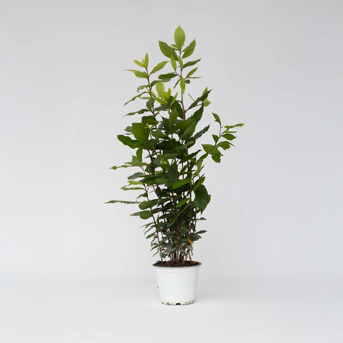 Other Garden Plants Lagerbladsträd - Laurus Nobilis - Höjd 30-40Cm - Pot 14Cm