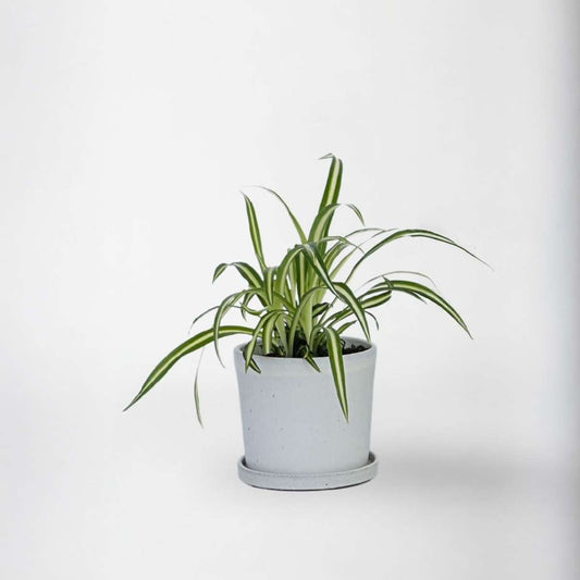 Florastore Klorofytum - Chlorophytum Comosum 'Atlantic' - Höjd 25-40Cm - Pot 12Cm