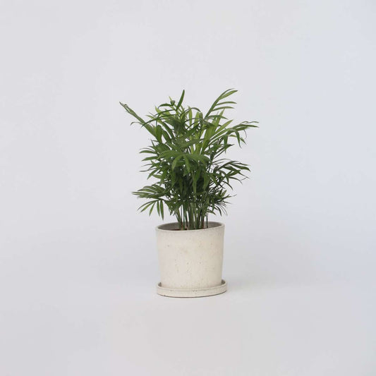 Florastore Bergpalm - Chamaedorea Elegans - Höjd 30-40Cm - Pot 12Cm