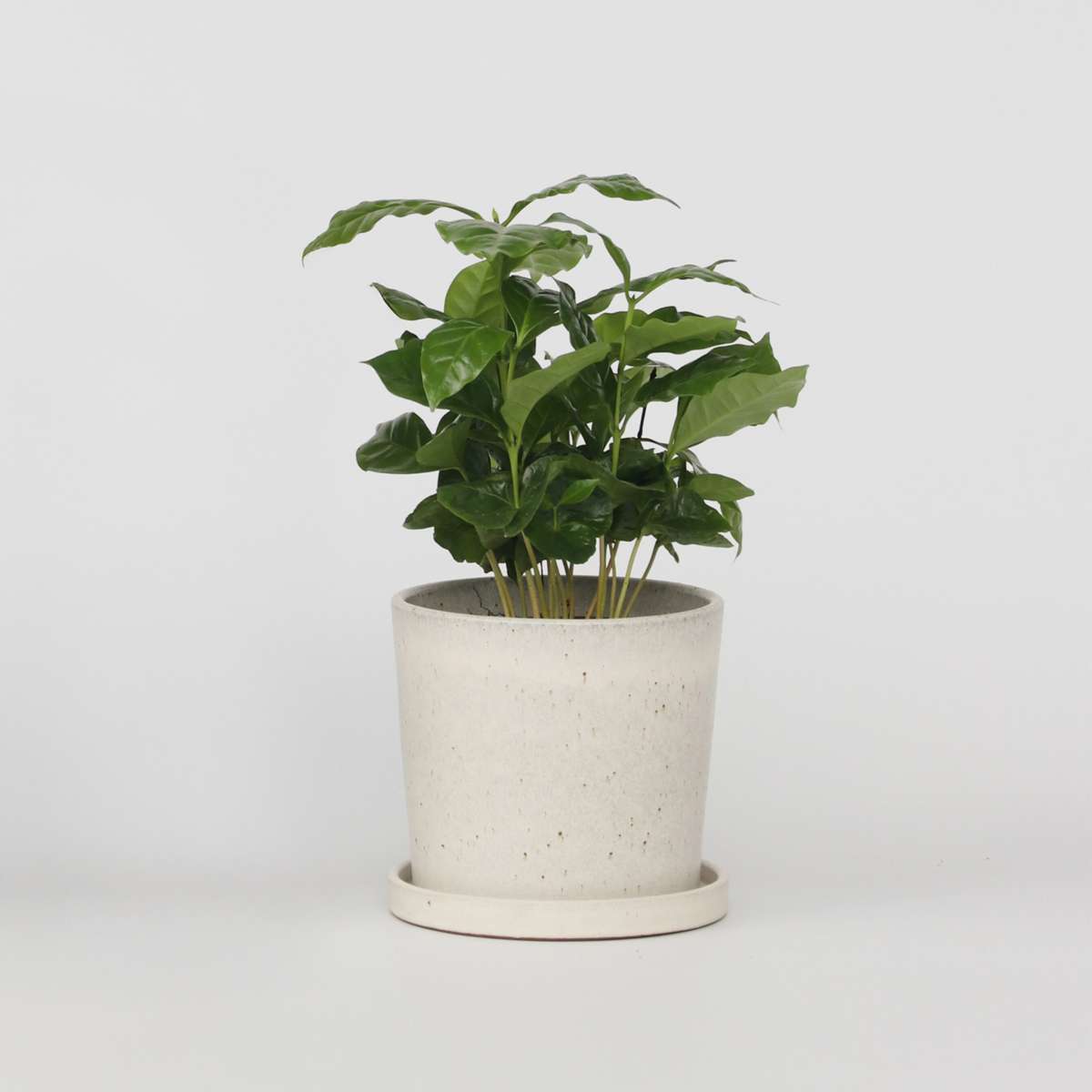 Florastore Kaffeväxt - Coffea Arabica - Höjd 25-40Cm - Pot 12Cm