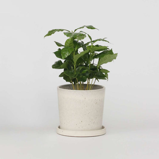 Florastore Kaffeväxt - Coffea Arabica - Höjd 25-40Cm - Pot 12Cm