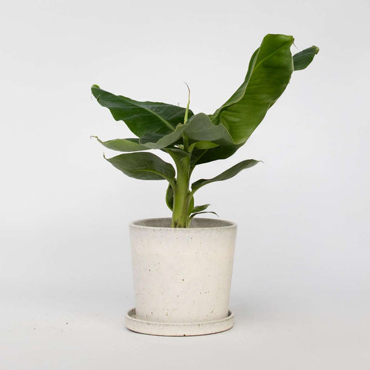 Florastore Bananväxt - Musa 'Oriental Dwarf' - Höjd 25-40Cm - Pot 12Cm