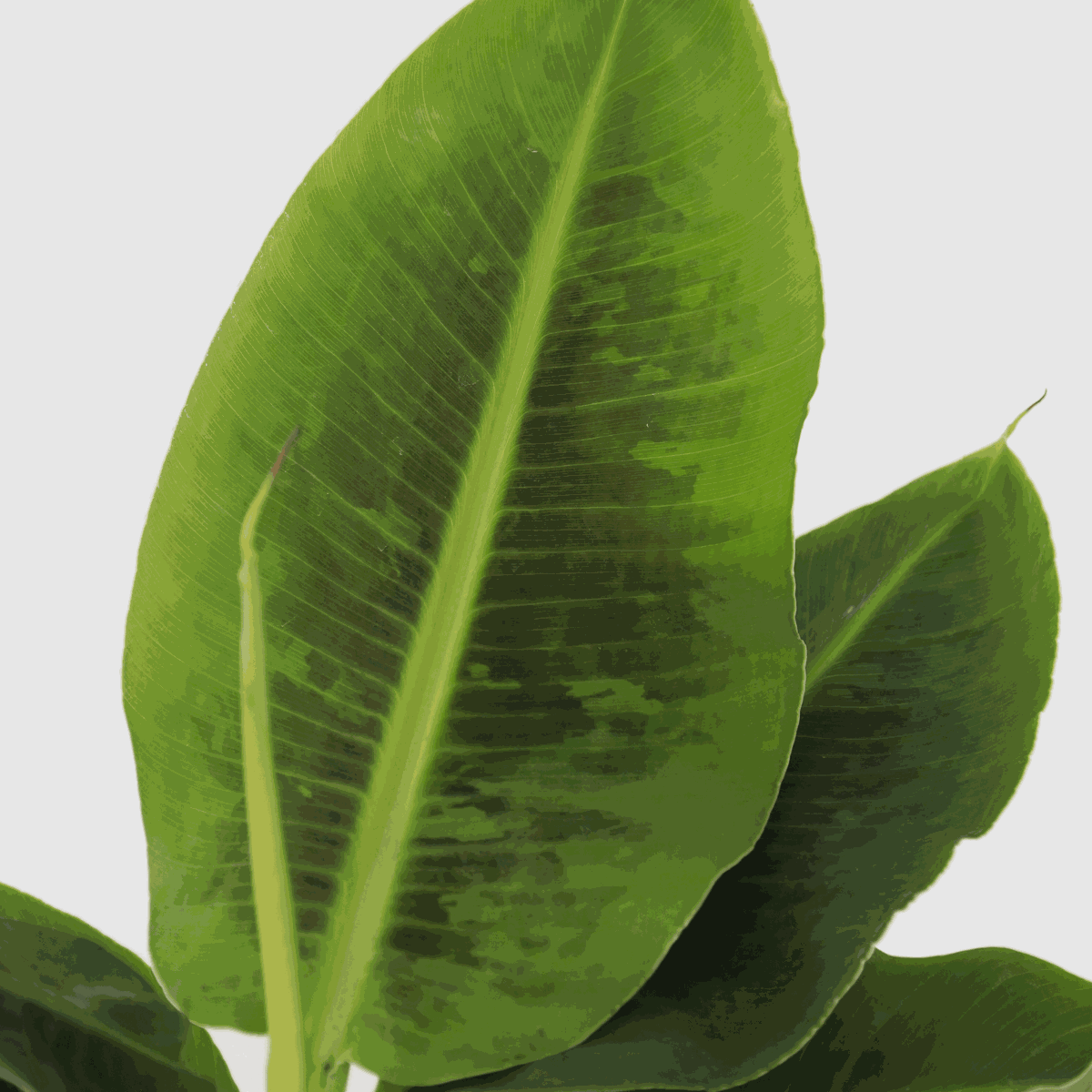 Other Green Houseplants Bananväxt - Musa 'Oriental Dwarf' - Höjd 25-40Cm - Pot 12Cm