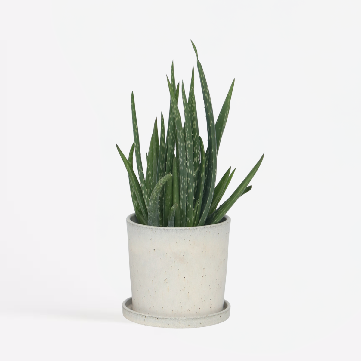 Florastore Aloe Vera - Aloe Barbadensis - Höjd 25-40Cm - Pot 10,5Cm