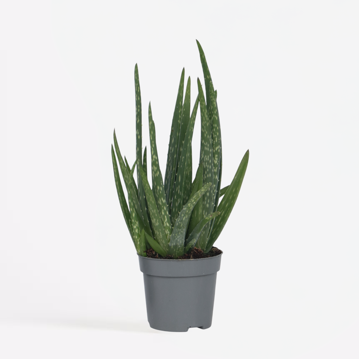 Succulents Aloe Vera - Aloe Barbadensis - Höjd 25-40Cm - Pot 10,5Cm