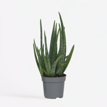 Succulents Aloe Vera - Aloe Barbadensis - Höjd 25-40Cm - Pot 10,5Cm