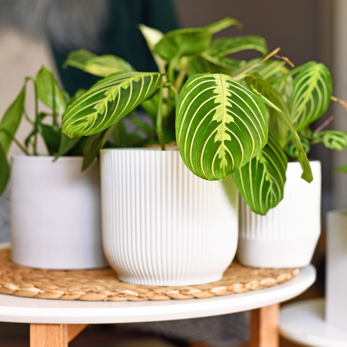 Plant Food Pokon Universell Flytande Växtmat - 500Ml