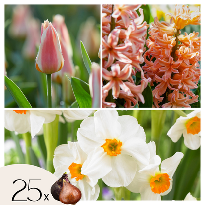 Bulb Mix Blomlökar 'Persikafärg' - Sæt Om 25 - Narcissus, Tulipa, Hyacinthus
