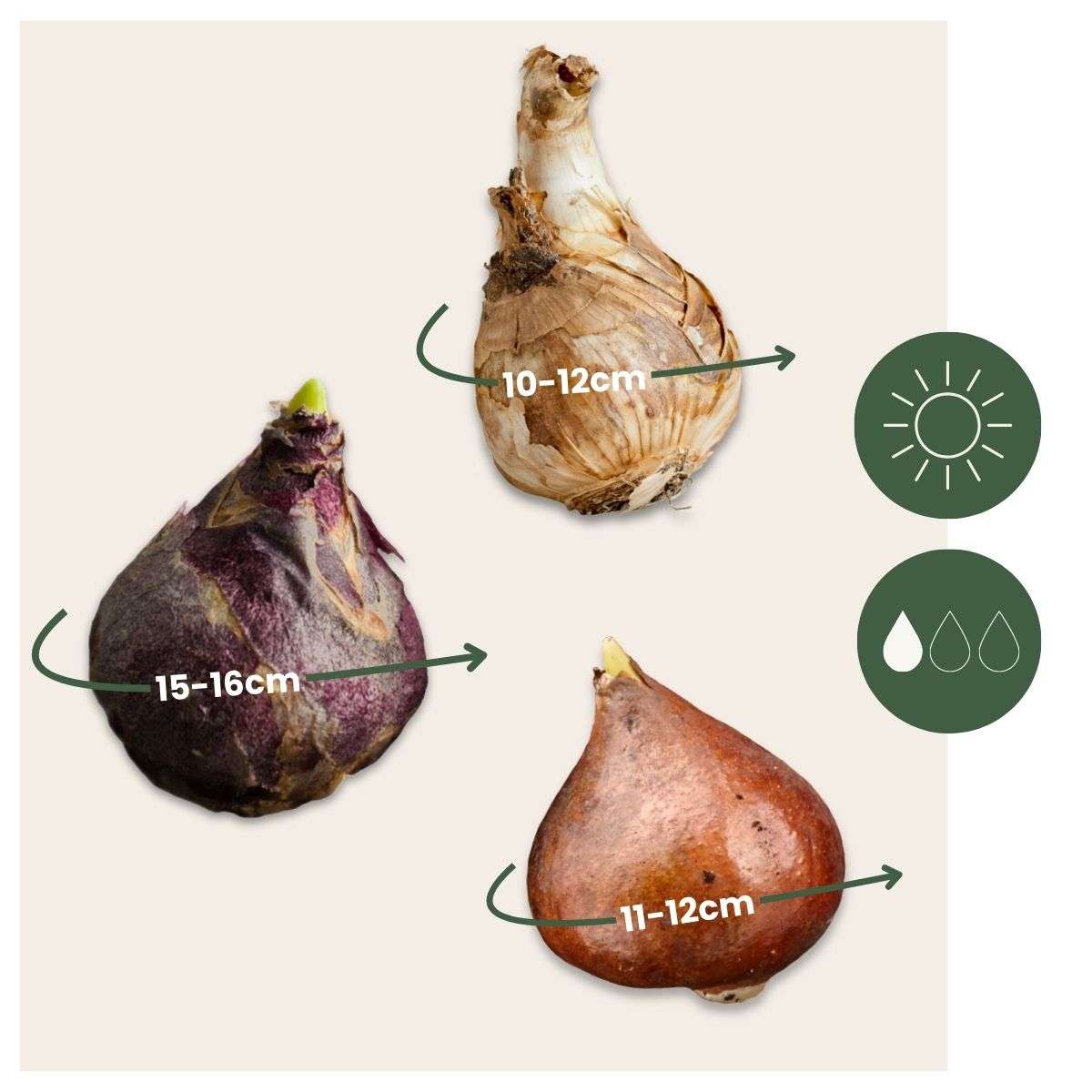 Bulb Mix Blomlökar 'Persikafärg' - Sæt Om 25 - Narcissus, Tulipa, Hyacinthus