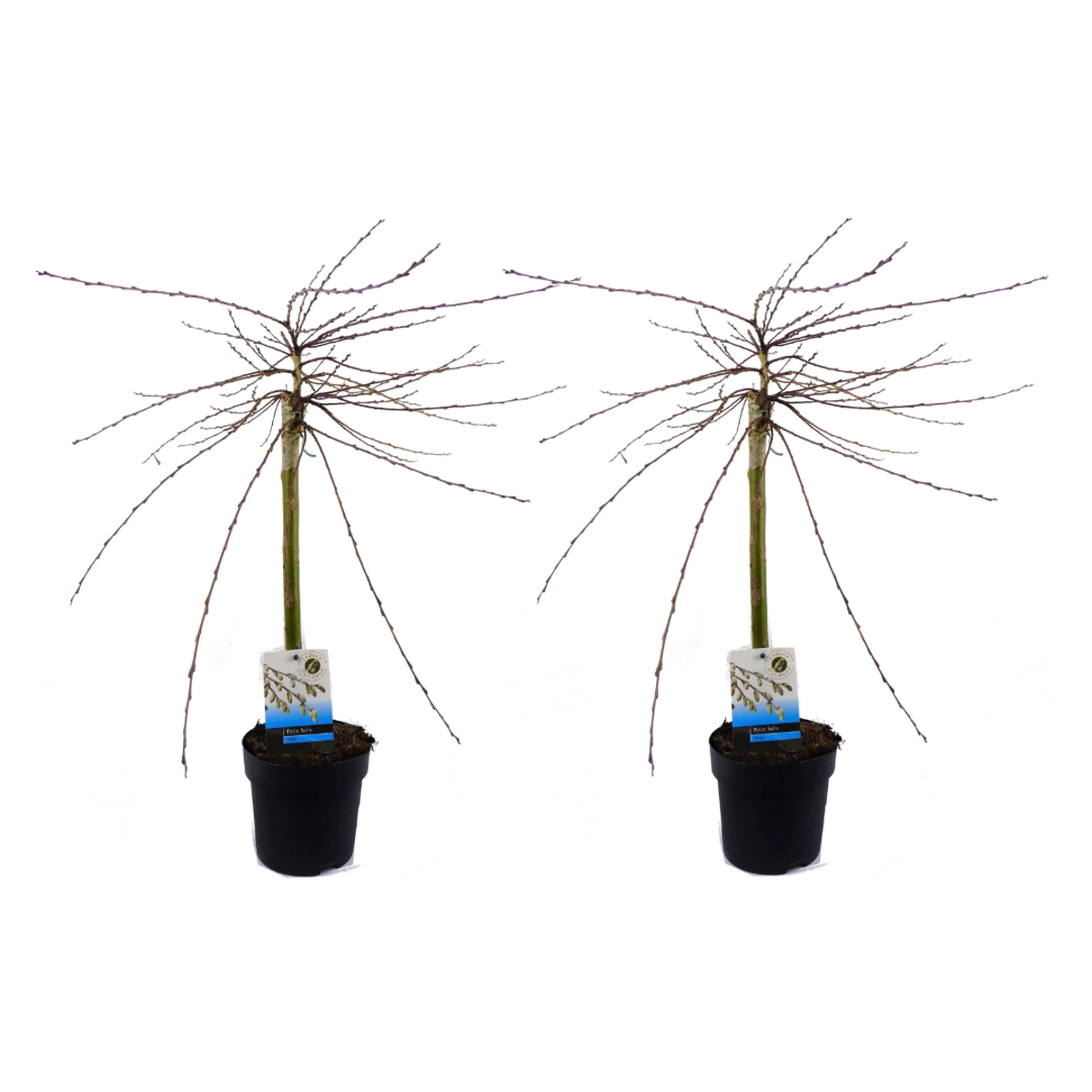 Florastore Japansk Dvärgpil - Set Om 2 - Salix Repens 'Iona' - Höjd 70-80Cm - ⌀14Cm