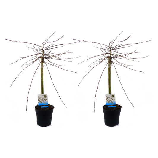 Florastore Japansk Dvärgpil - Set Om 2 - Salix Repens 'Iona' - Höjd 70-80Cm - ⌀14Cm