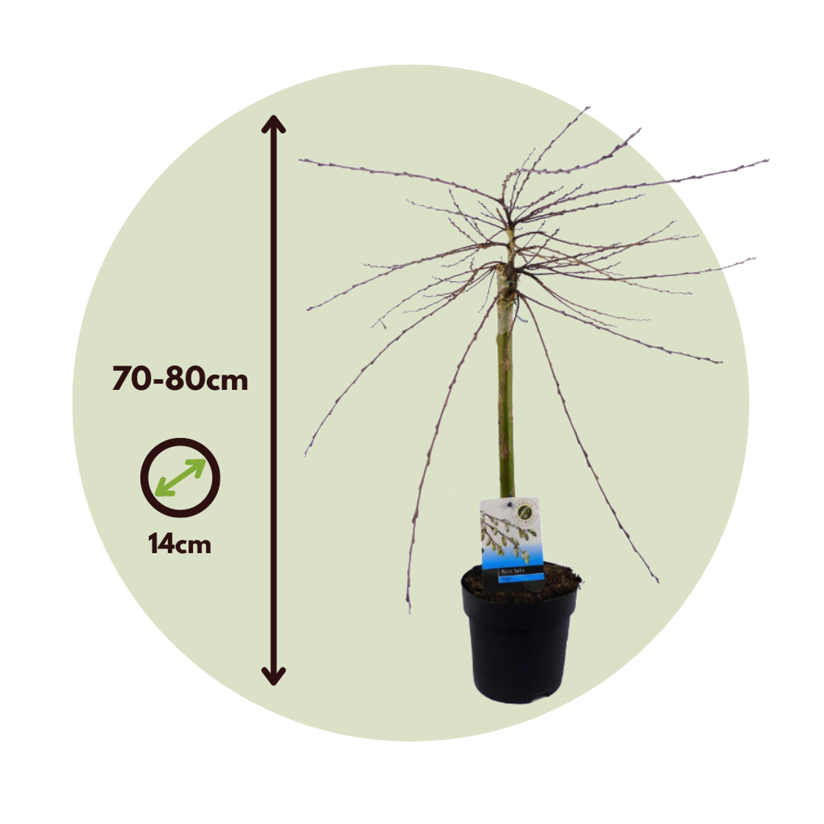 Other Shrubs Japansk Dvärgpil - Set Om 2 - Salix Repens 'Iona' - Höjd 70-80Cm - ⌀14Cm