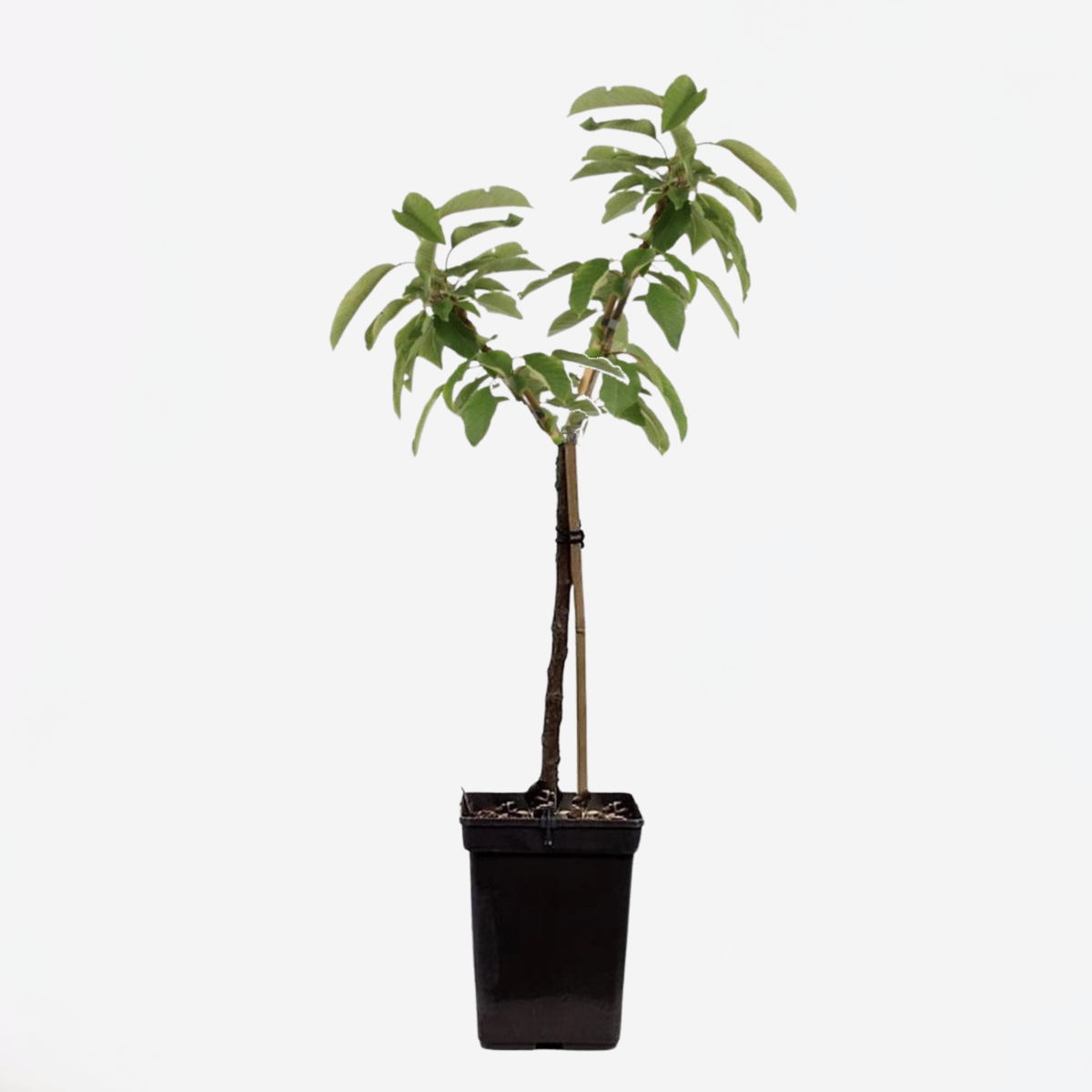 Florastore Äppelträd - Malus - Höjd 60-80Cm - ⌀15Cm