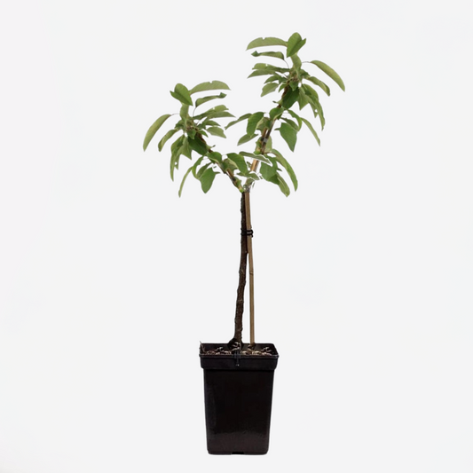 Florastore Äppelträd - Malus - Höjd 60-80Cm - ⌀15Cm