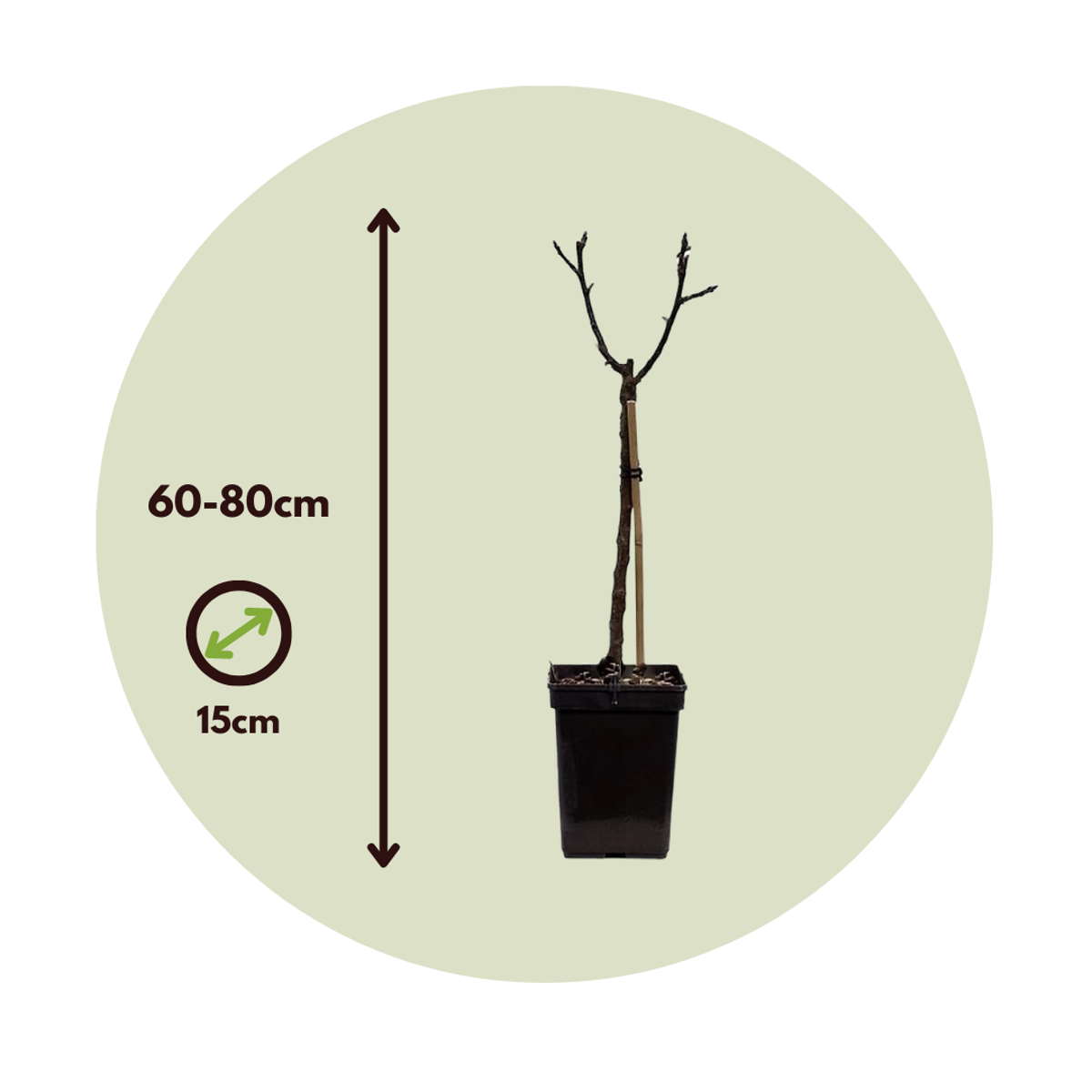 Fruit Trees Äppelträd - Malus - Höjd 60-80Cm - ⌀15Cm