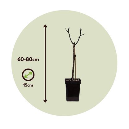 Fruit Trees Äppelträd - Malus - Höjd 60-80Cm - ⌀15Cm