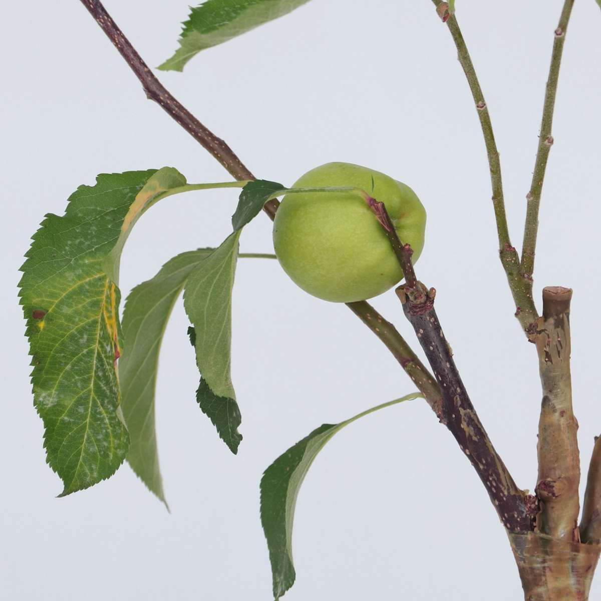 Fruit Trees Äppelträd - Malus - Höjd 60-80Cm - ⌀15Cm