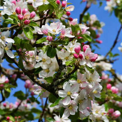 Fruit Trees Äppelträd - Malus - Höjd 60-80Cm - ⌀15Cm