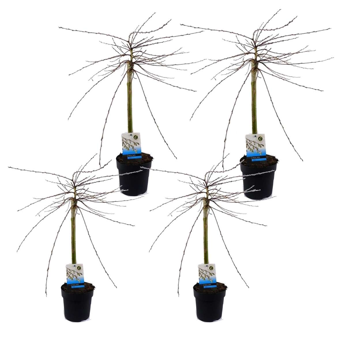Florastore Japansk Dvärgpil - Set Om 4 - Salix Repens 'Iona' - Höjd 70-80Cm - ⌀14Cm