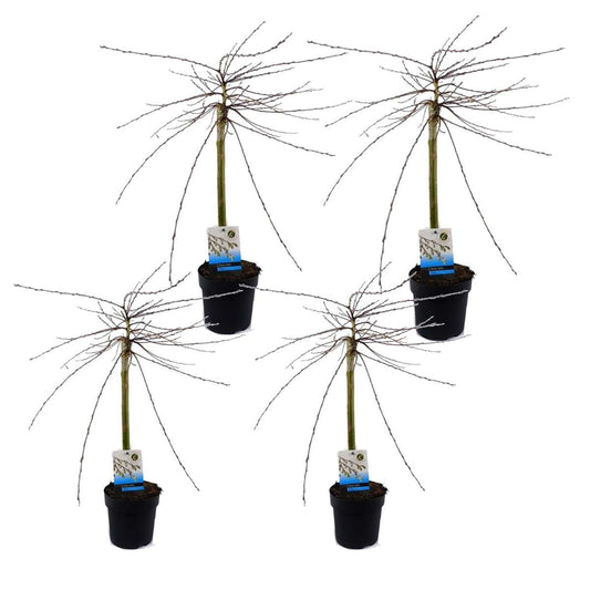 Florastore Japansk Dvärgpil - Set Om 4 - Salix Repens 'Iona' - Höjd 70-80Cm - ⌀14Cm