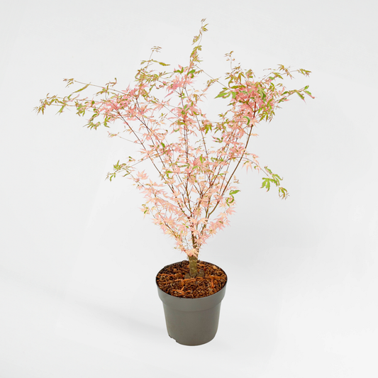 Florastore Japansk Lönn - Acer Palmatum Taylor - Höjd 35-55Cm - Pot 15Cm