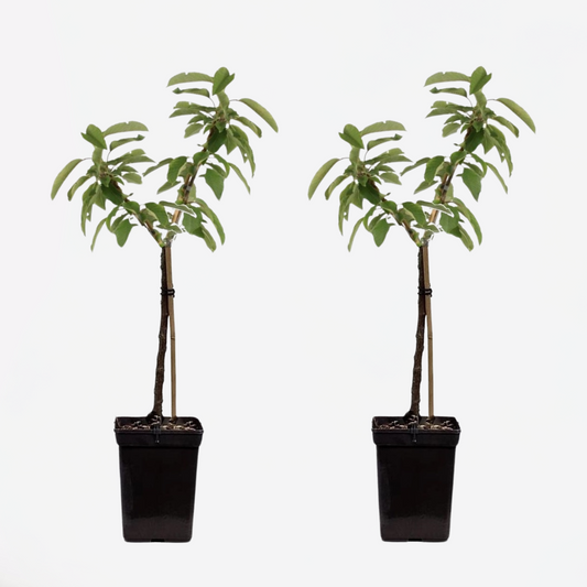 Florastore Äppelträd - Set Om 2 - Malus - Höjd 60-80Cm - ⌀15Cm